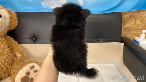 成約済の兵庫県のポメチワ:ポメラニアン×チワワ-314426の8枚目